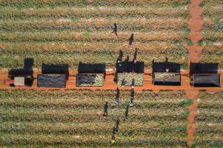 melon harvesting in Brazil