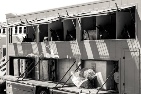horses in line on a trailer carrouselwedstrijd HCS